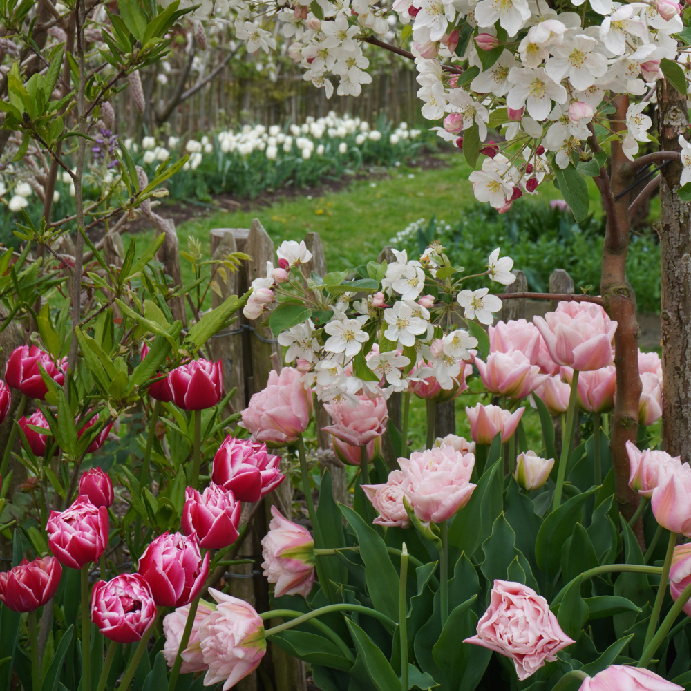 Tulip 'Design Impression' BIO