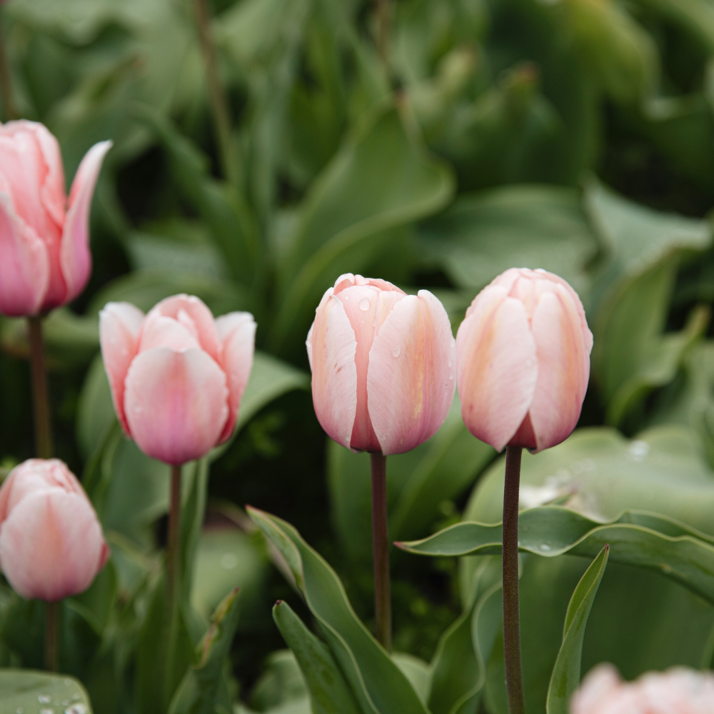 Tulp 'Salmon Impression' BIO