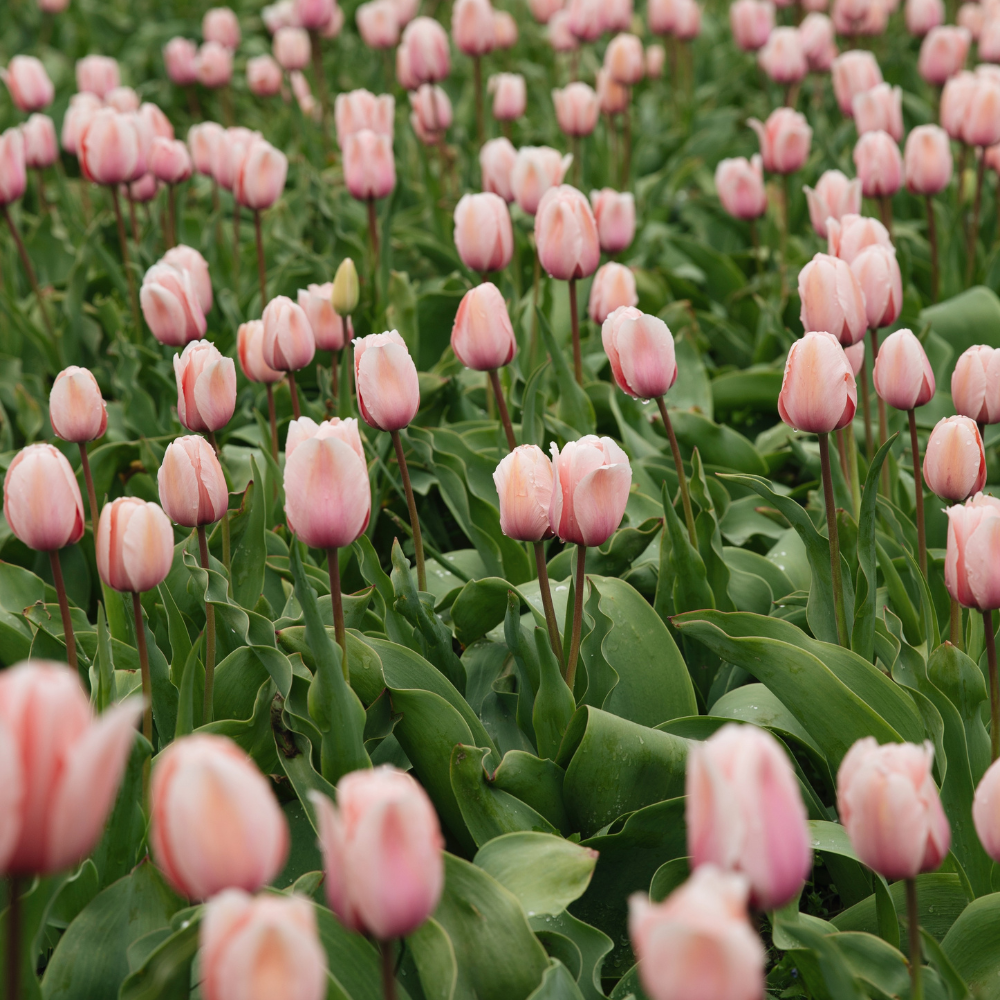 Tulp 'Salmon Impression' BIO