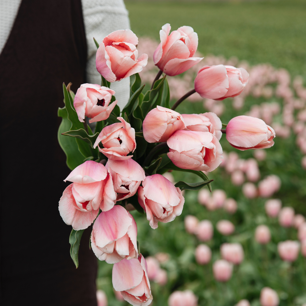 Tulp 'Salmon Impression' BIO