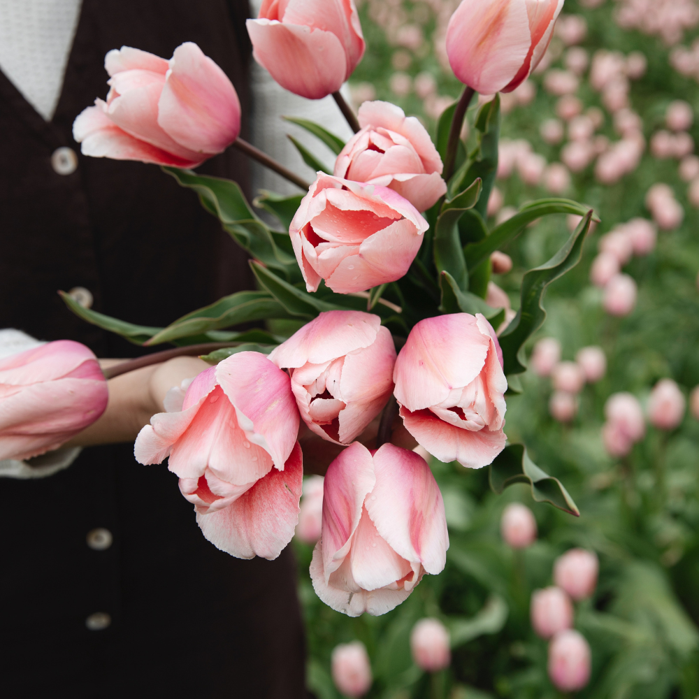 Tulp 'Salmon Impression' BIO