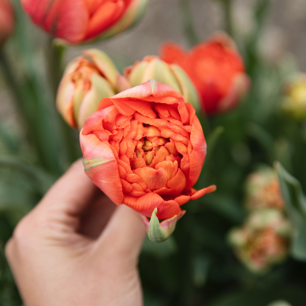Tulp 'Andante' BIO