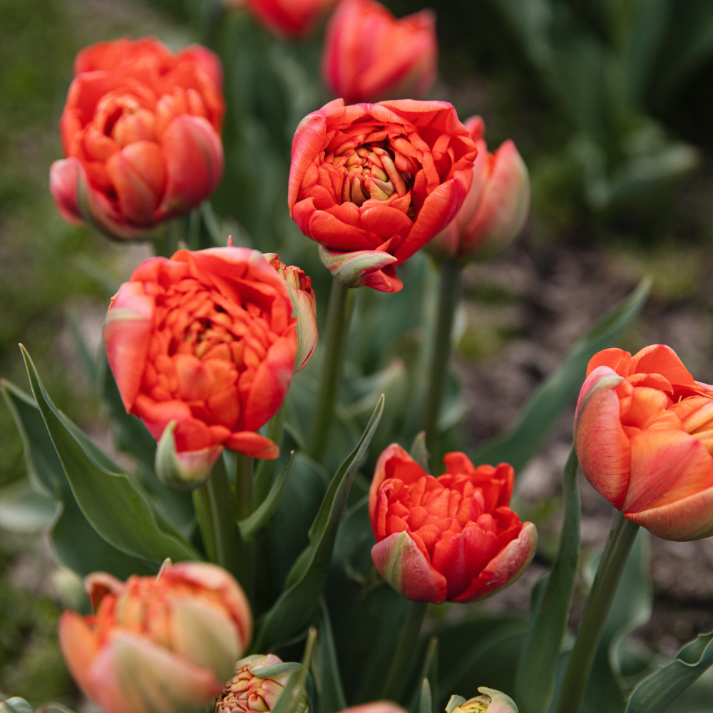 Tulp 'Andante' BIO