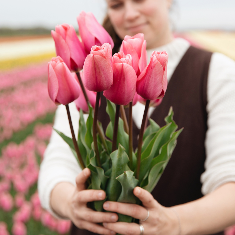 Tulp 'Big Love' BIO