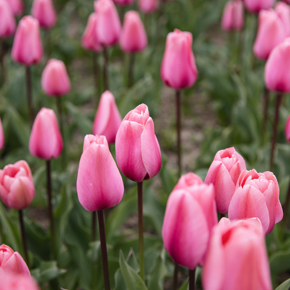 Tulp 'Big Love' BIO