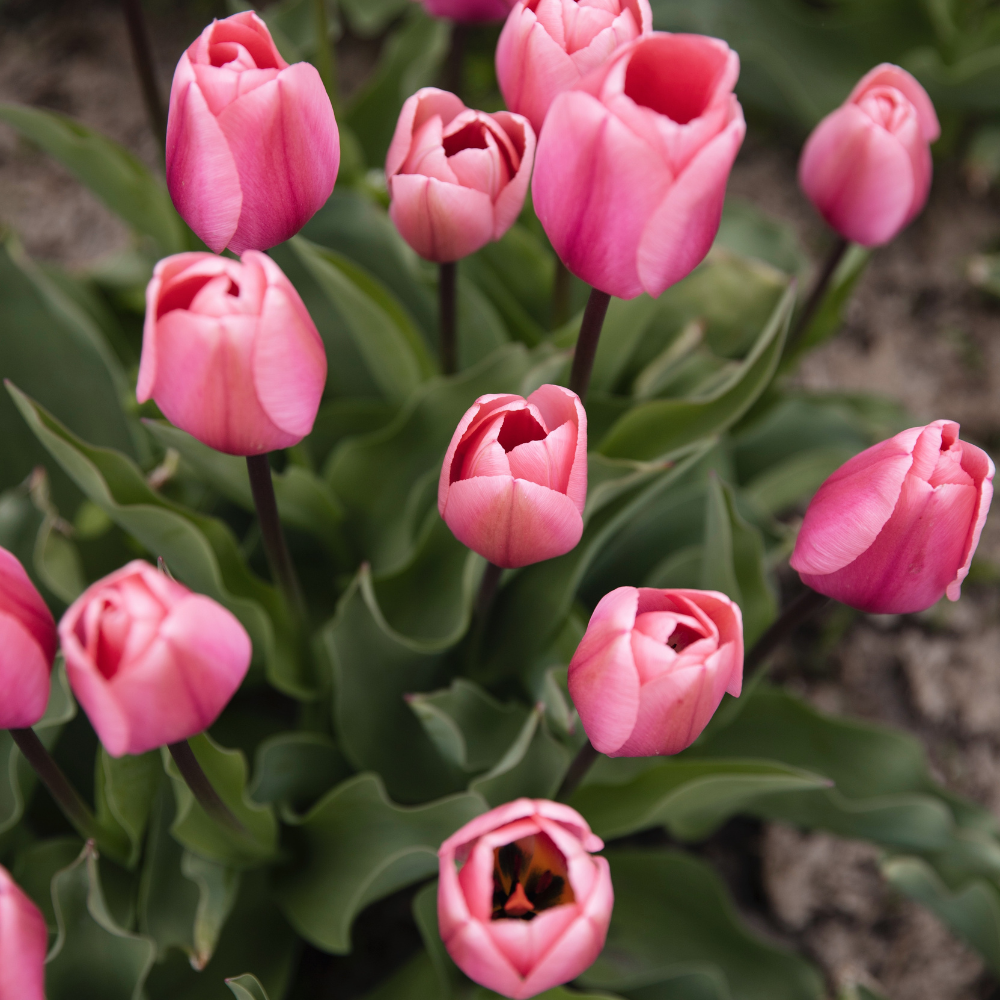 Tulpen pakket BIO
