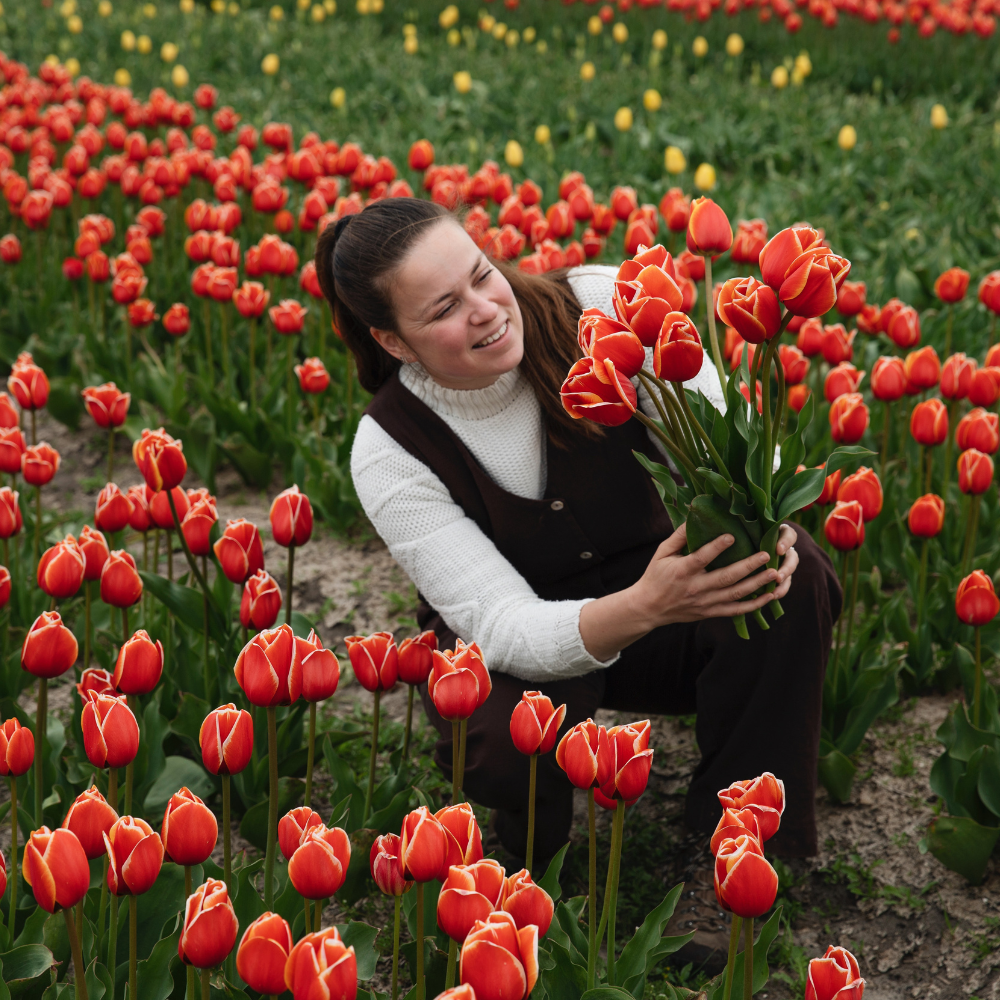 Tulp 'Confucius' BIO
