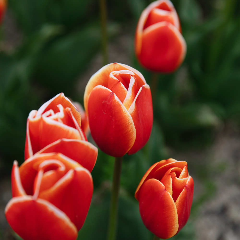 Tulp 'Confucius' BIO