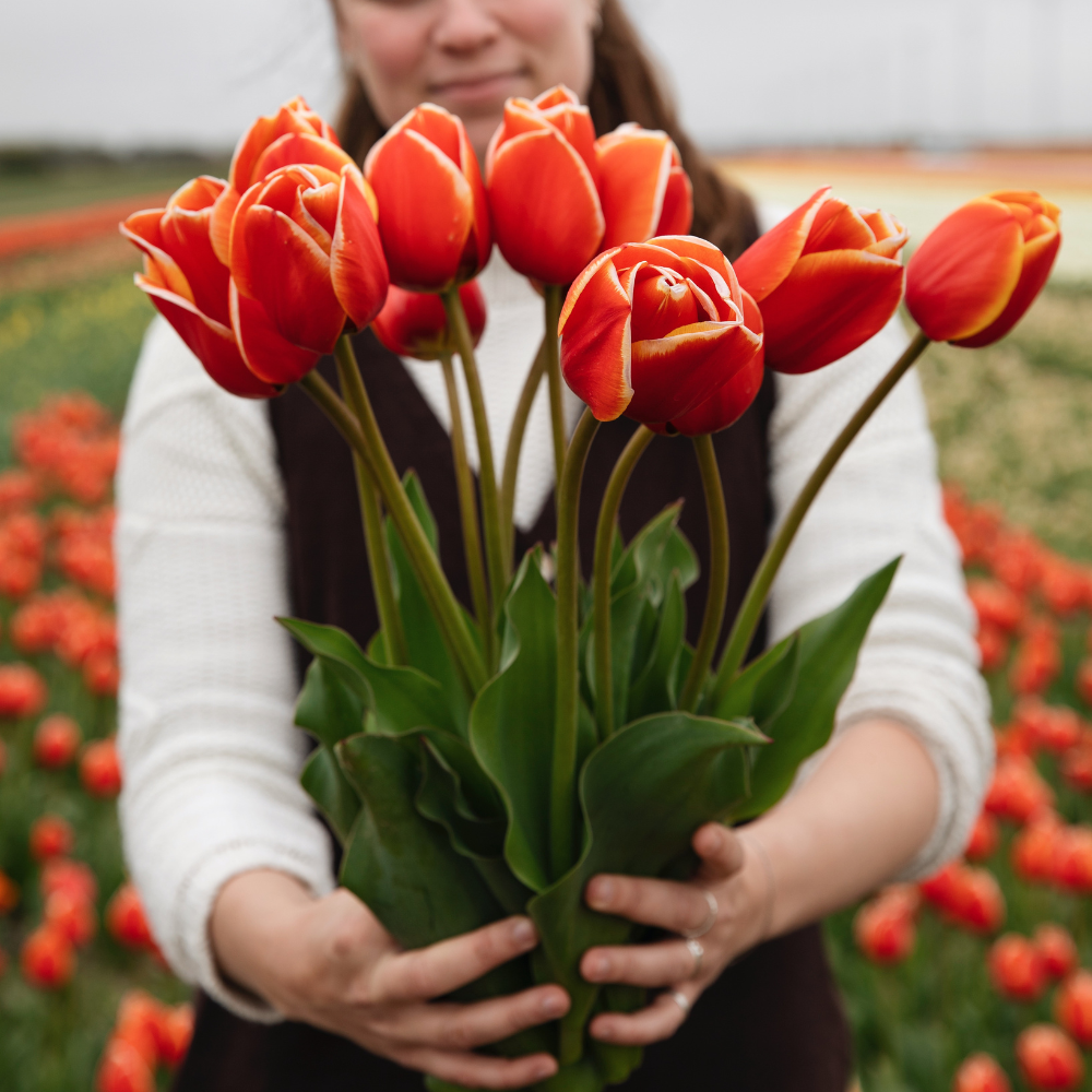 Tulp 'Confucius' BIO