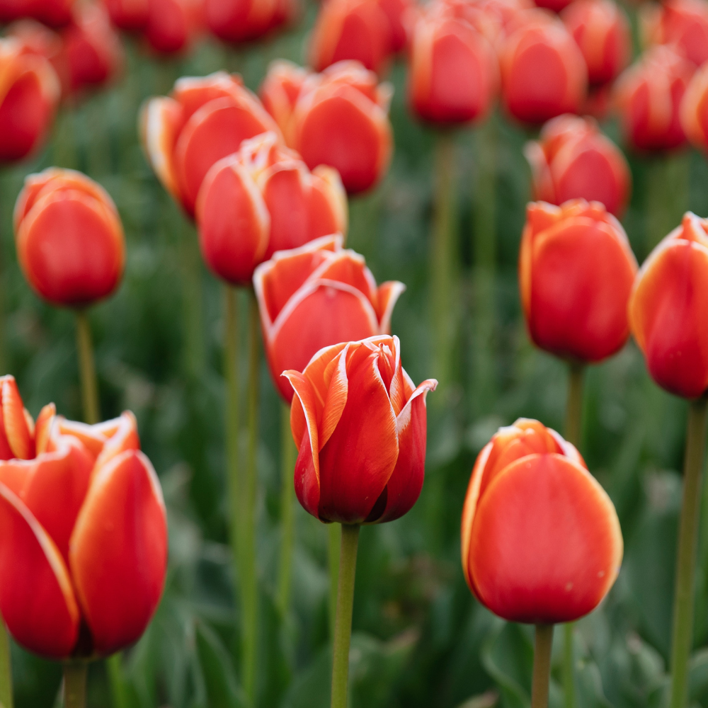 Tulp 'Confucius' BIO
