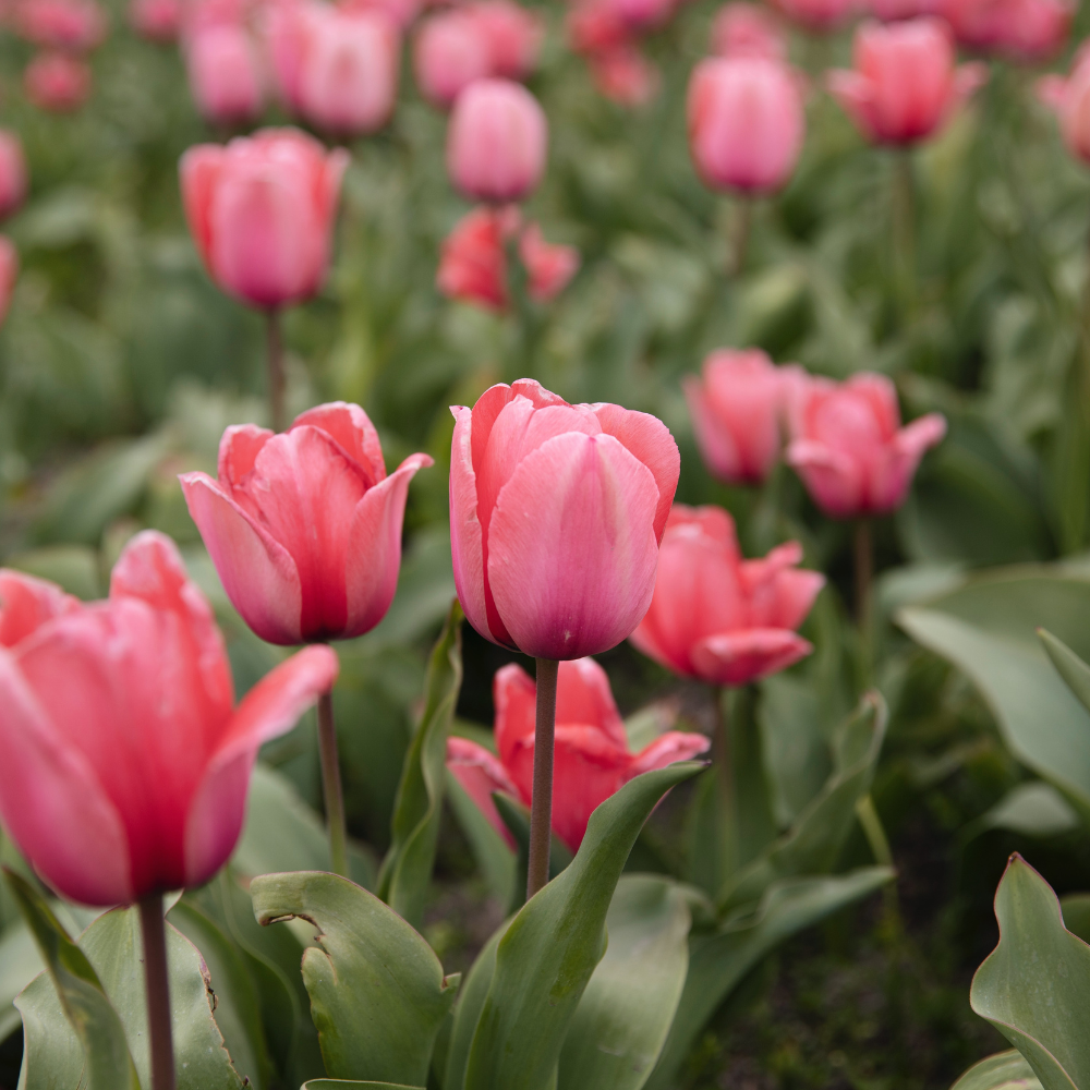 Tulp 'Design Impression' BIO