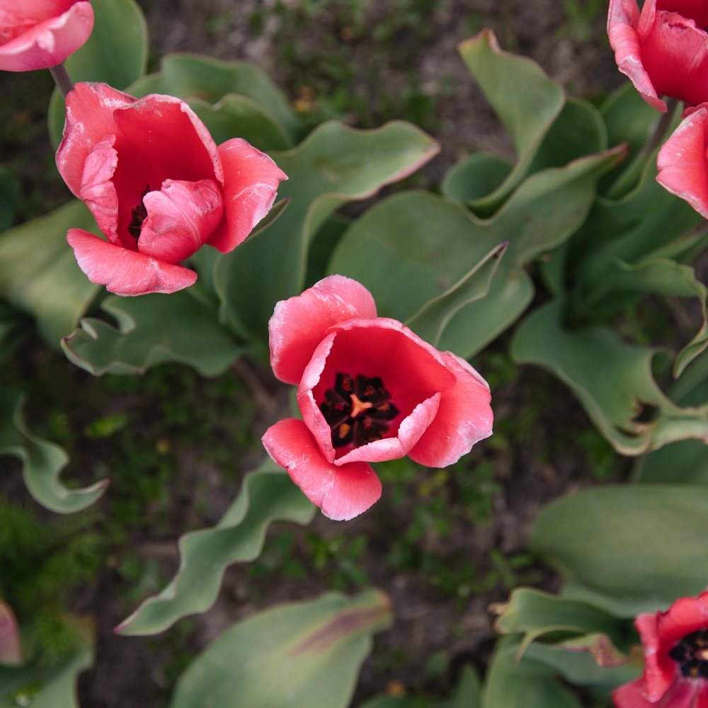 Tulp 'Design Impression' BIO