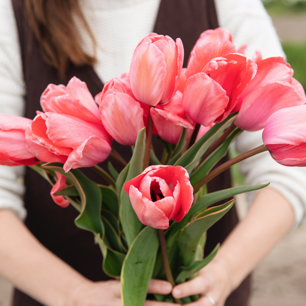 Tulp 'Design Impression' BIO