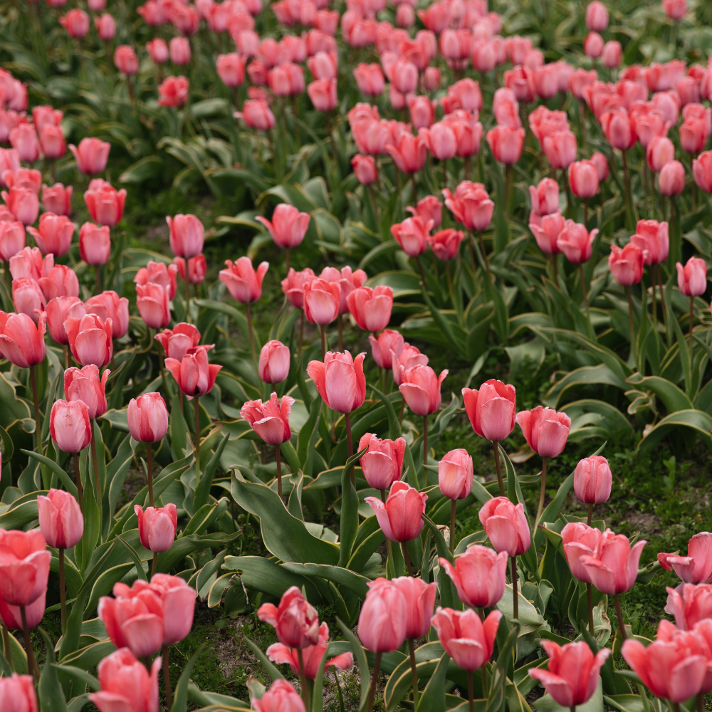 Tulp 'Design Impression' BIO