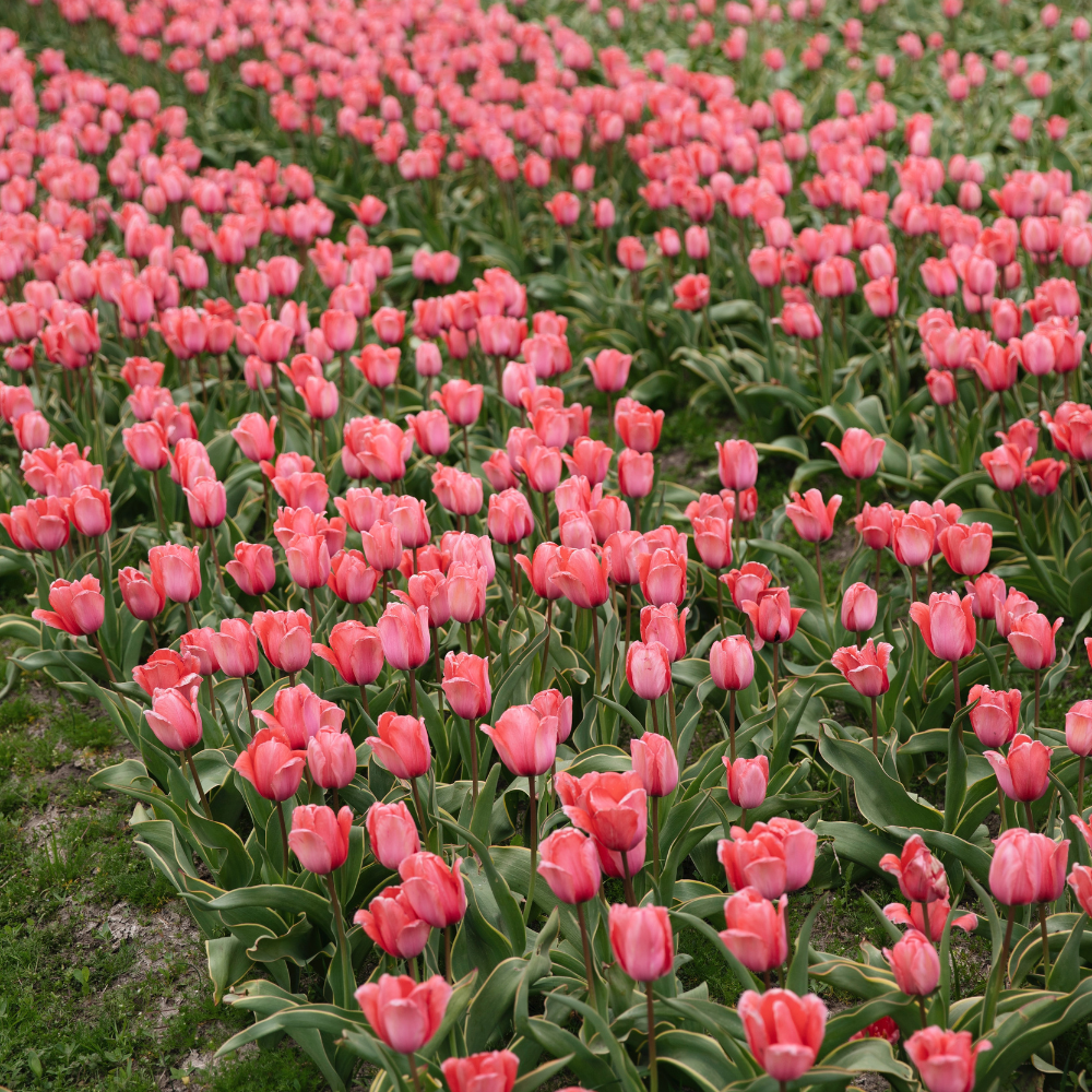 Tulp 'Design Impression' BIO