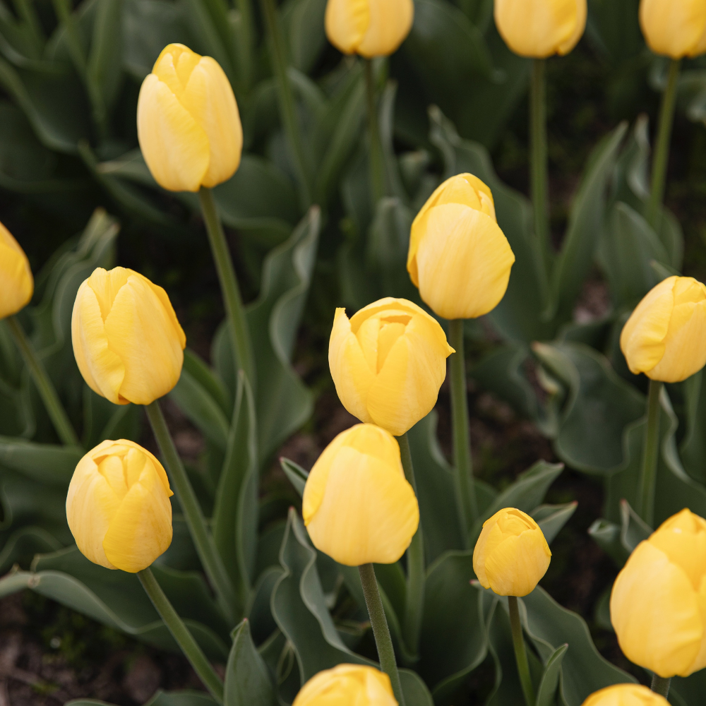 Tulp 'Novi Sun' BIO