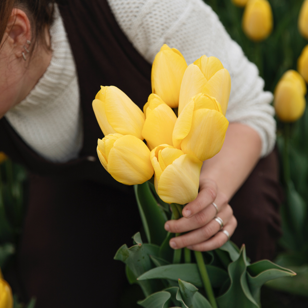 Tulpen pakket BIO