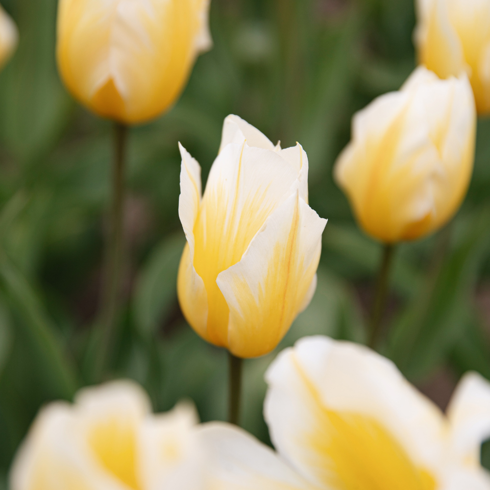 Tulipe 'Sweetheart' BIO