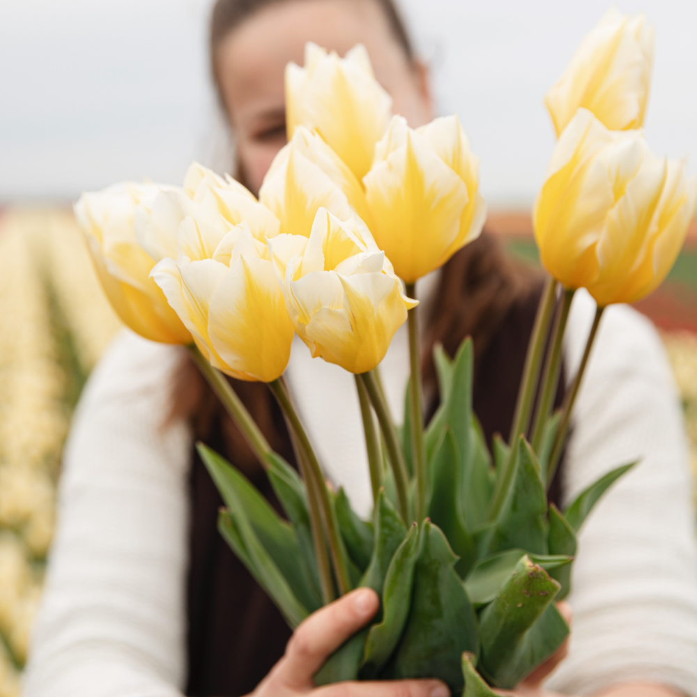 Tulp 'Sweetheart' BIO