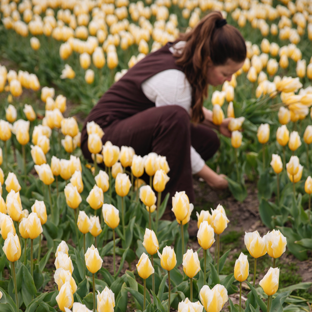 Tulp 'Sweetheart' BIO