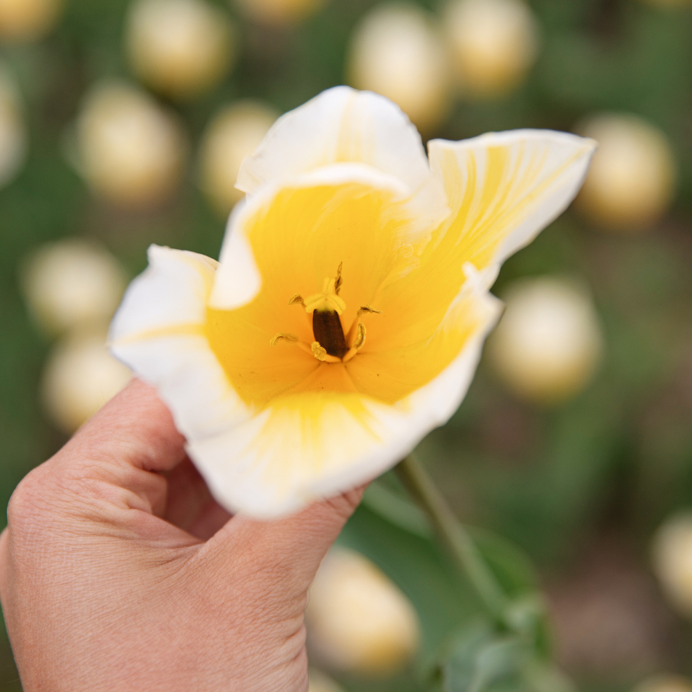 Tulipe 'Sweetheart' BIO