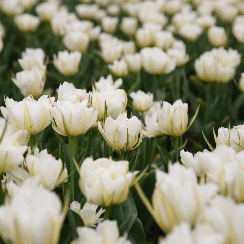 Tulp 'White Valley' BIO
