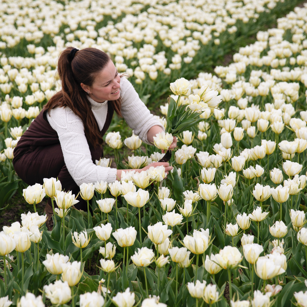 Tulp 'White Valley' BIO