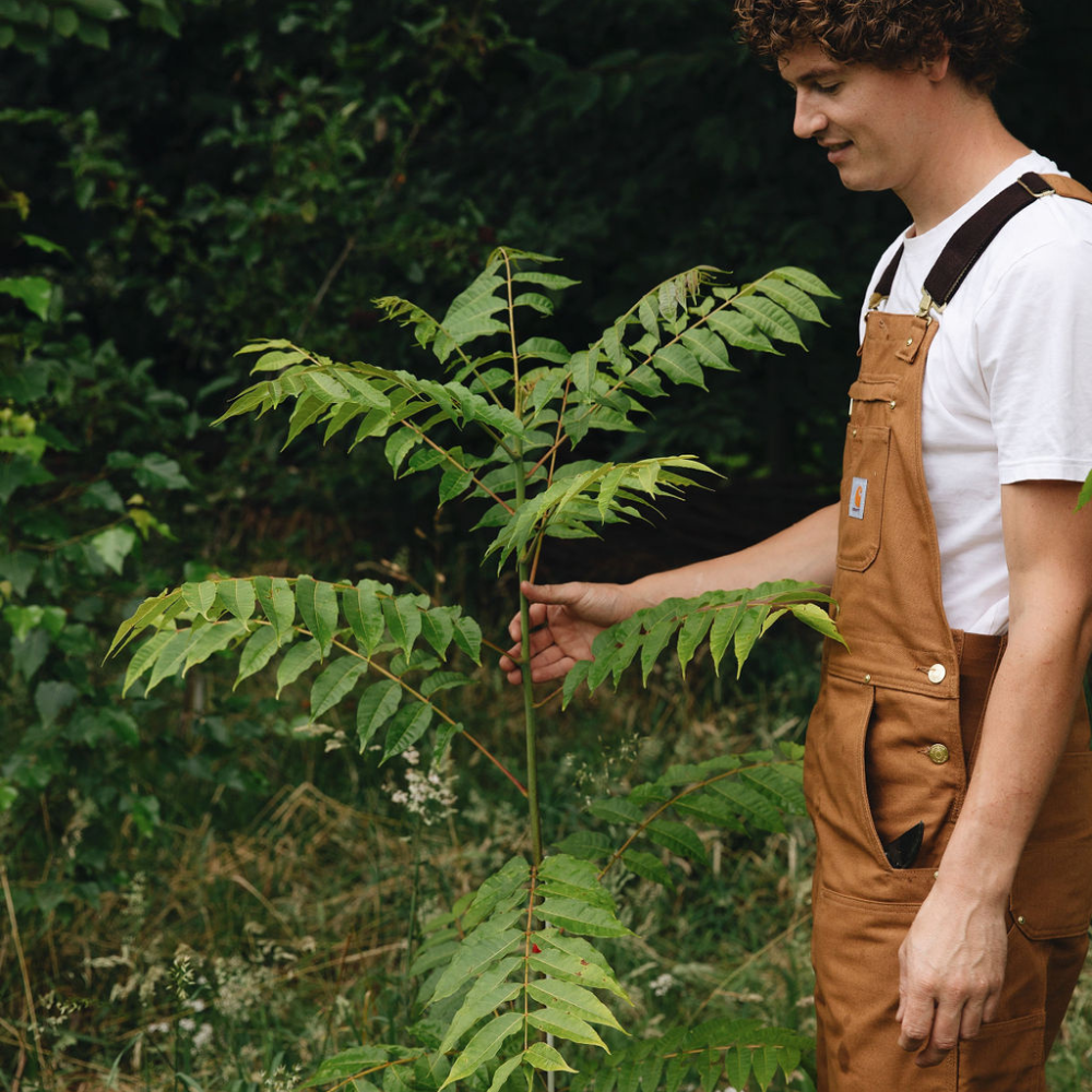 Arbre à soupe à l'oignon