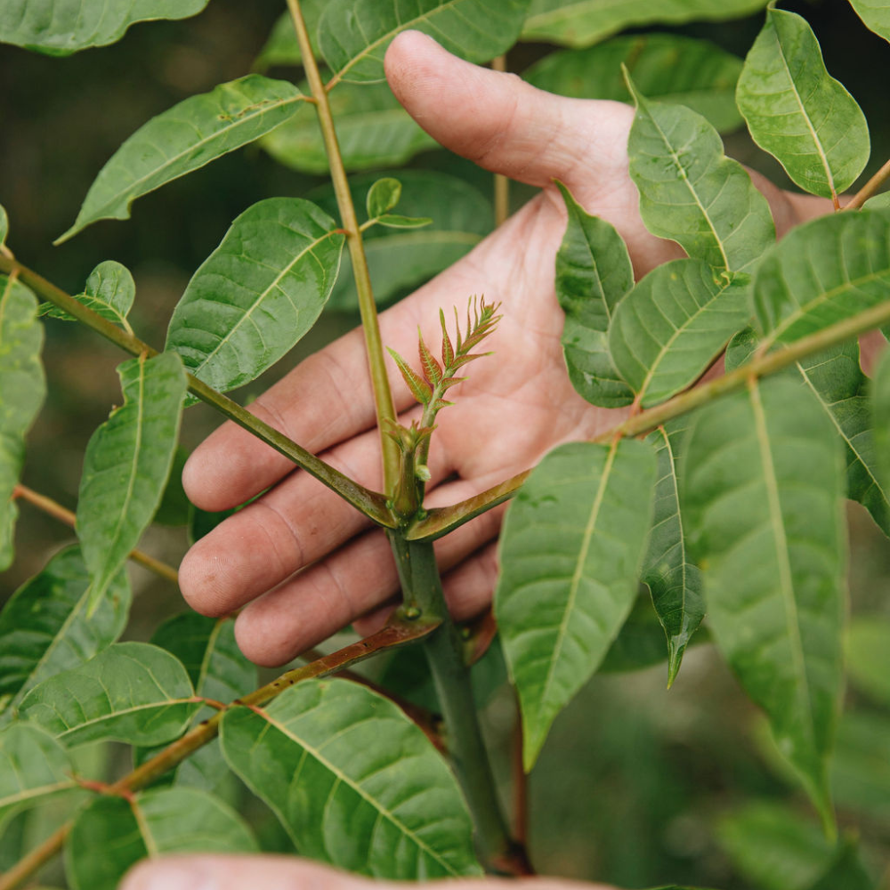 Arbre à soupe à l'oignon