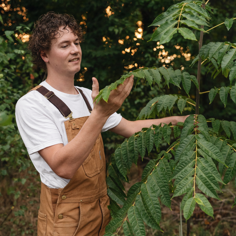 Arbre à soupe à l'oignon BIO