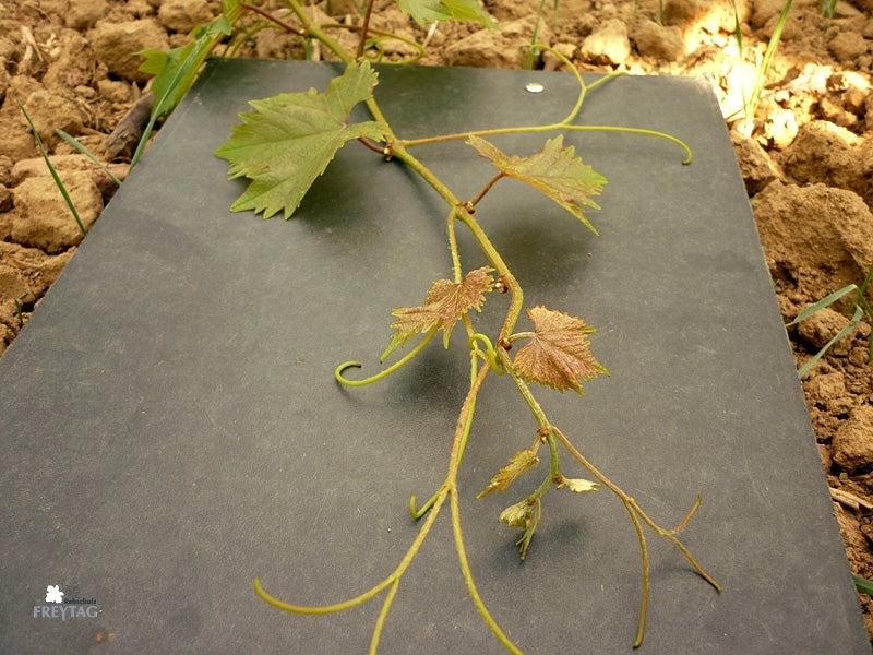 Vigne Prior sur porte-greffe SO4 (Piwi - résistant)