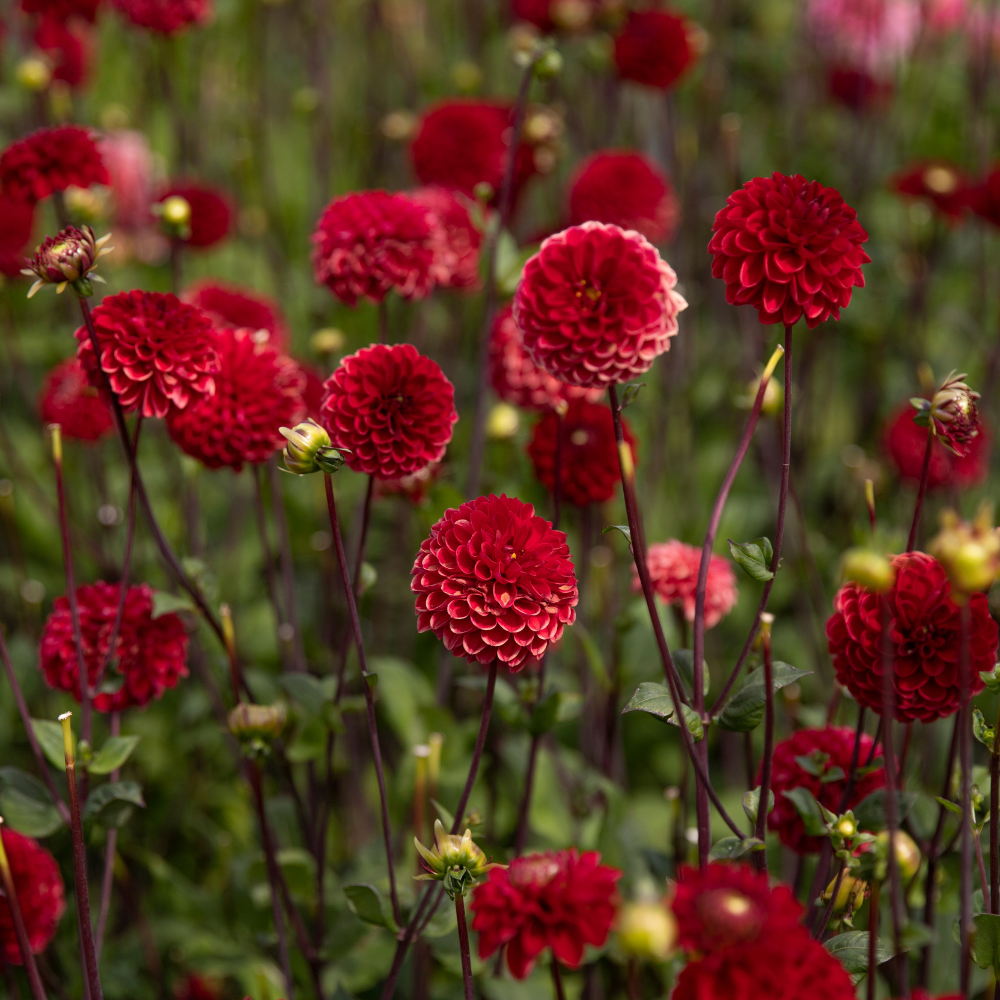 Dahlia pakket XXXXL pakket (met al onze 56 soorten)