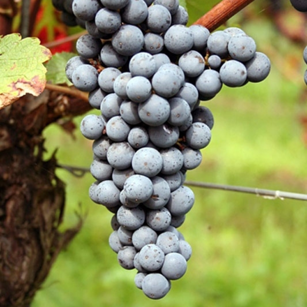 Vigne Prior sur porte-greffe SO4 (Piwi - résistant)