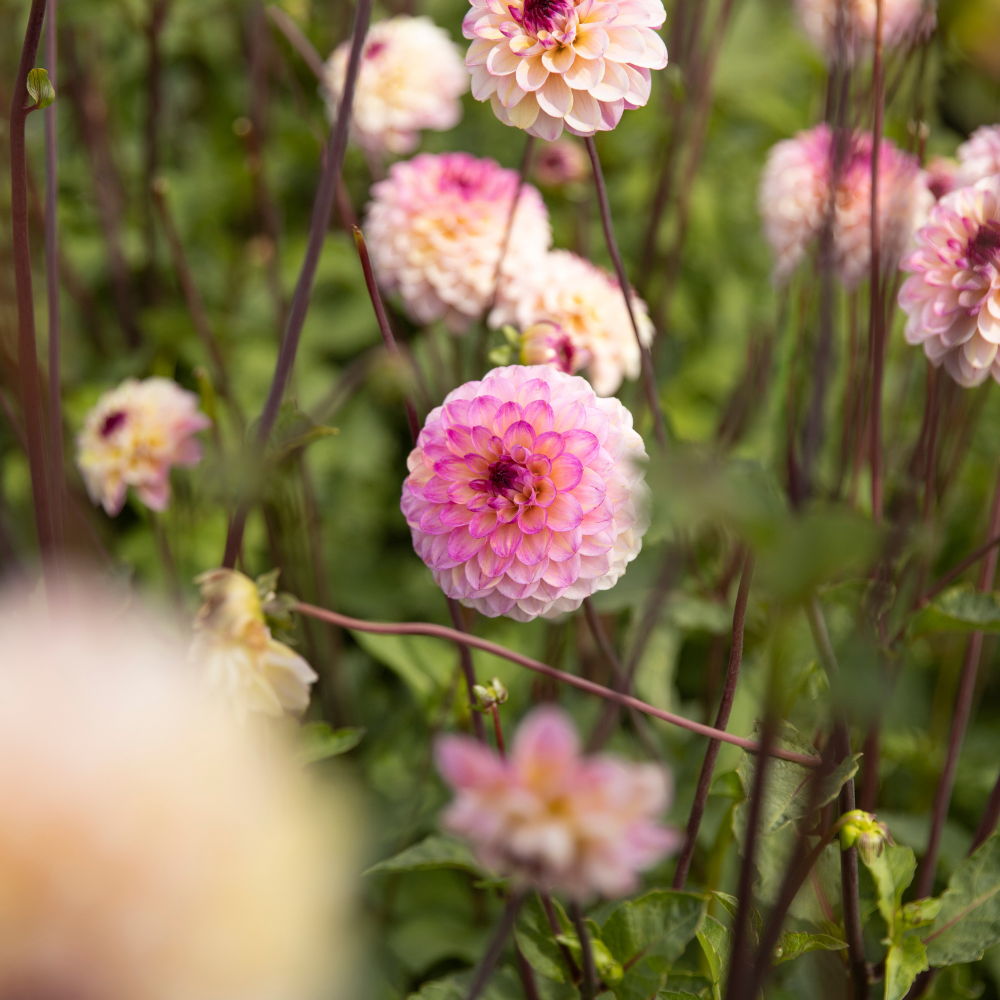 Dahlia 'Wine Eyed Jill'