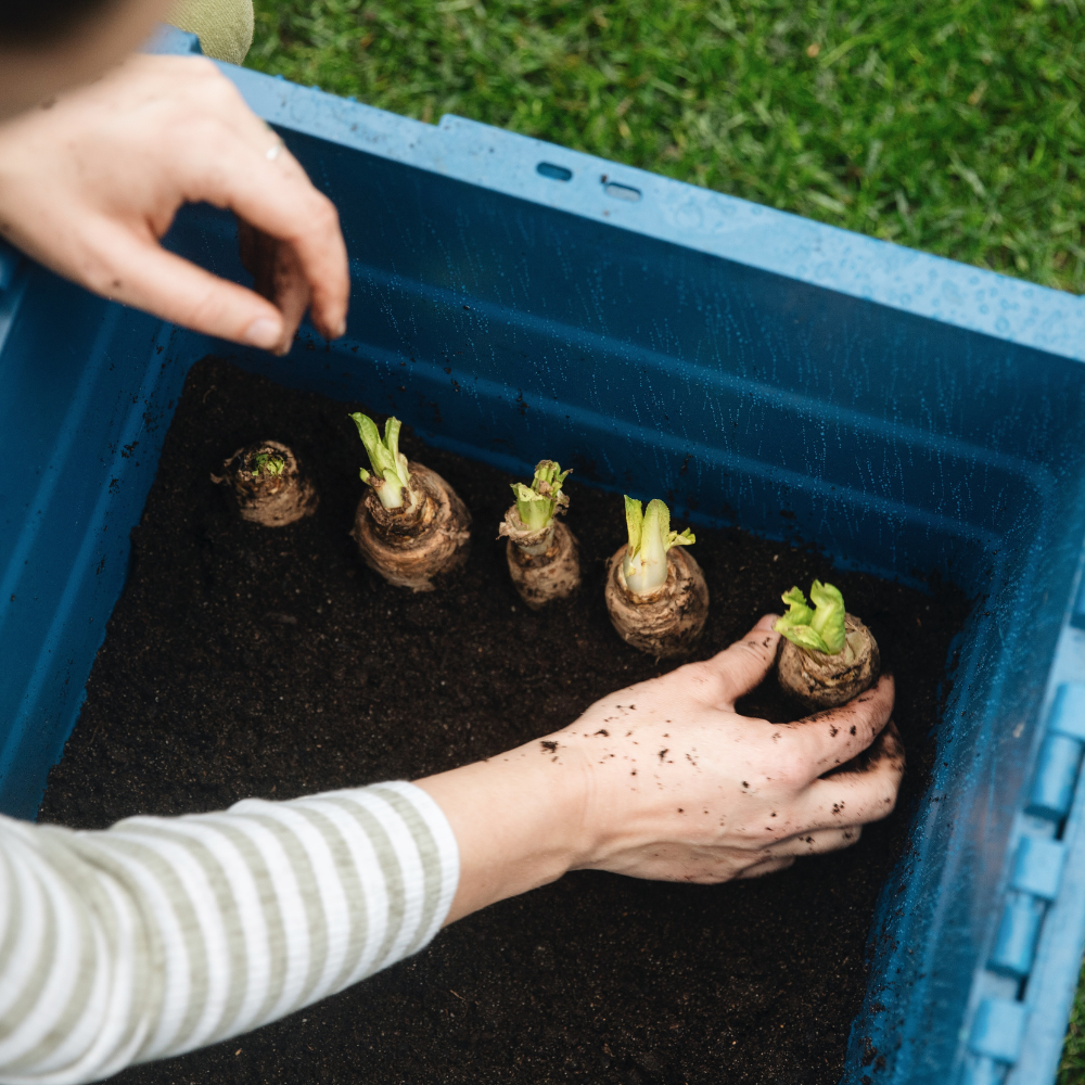 Kit de culture de chicorée - Conteneur de culture et 50 racines de chicorée