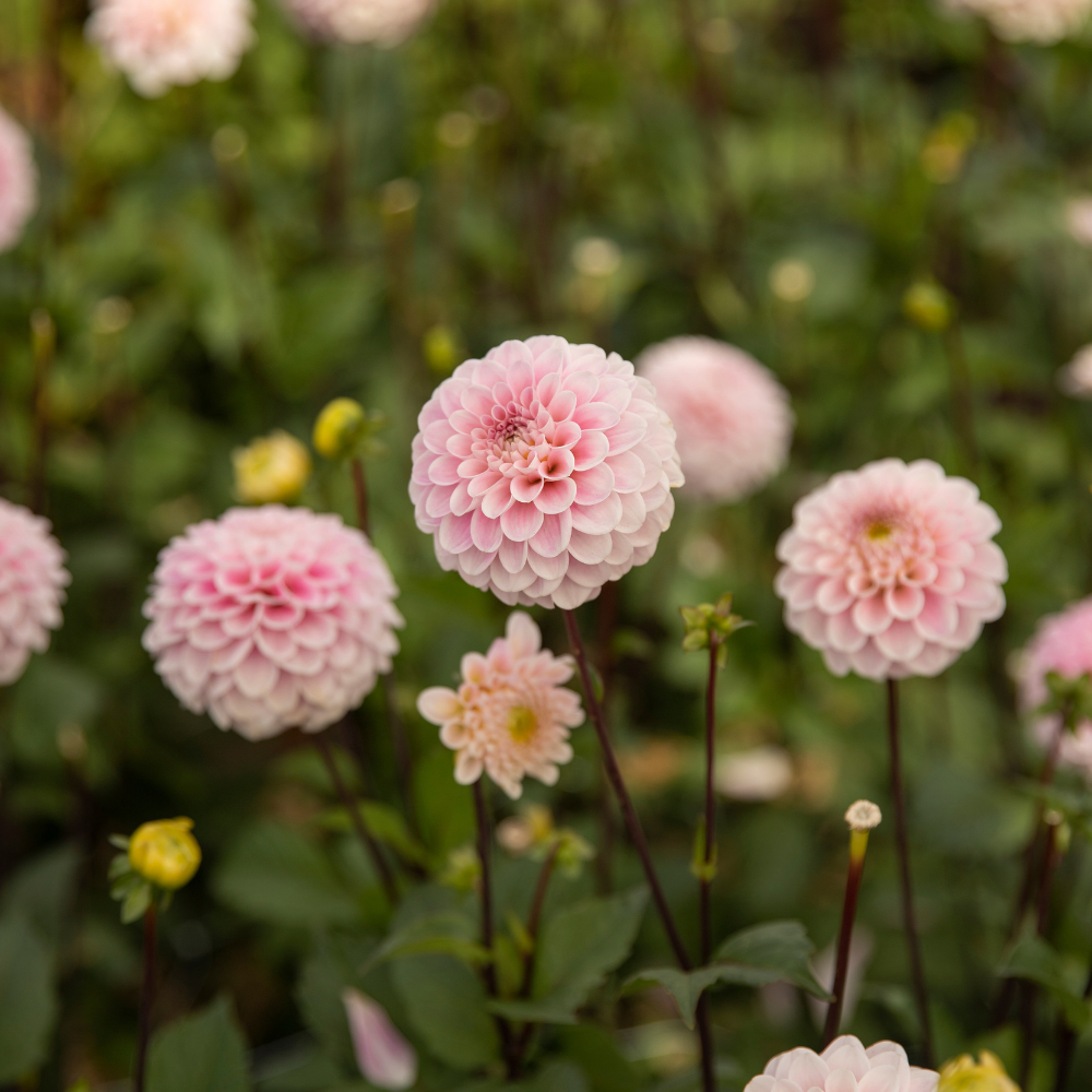 Dahlia pakket XXXXL pakket (met al onze 56 soorten)