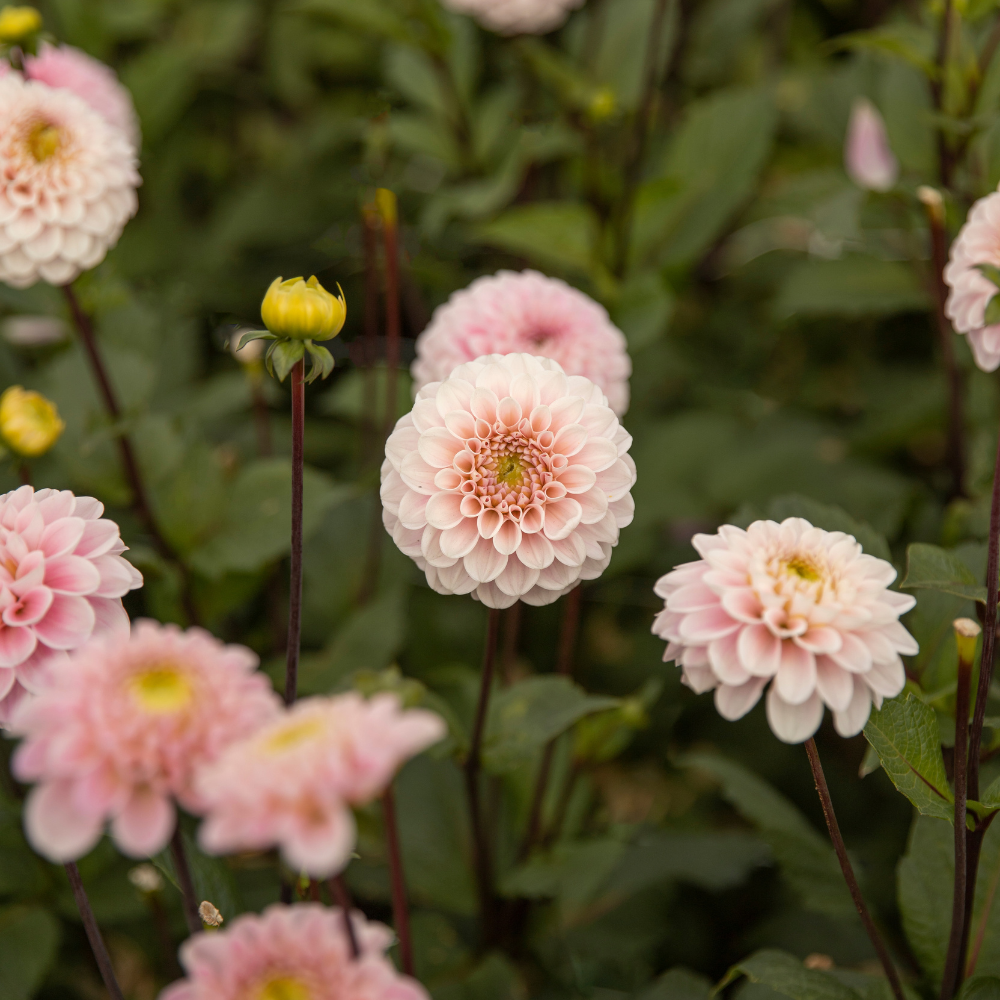 Dahlia 'Wizard of Oz'