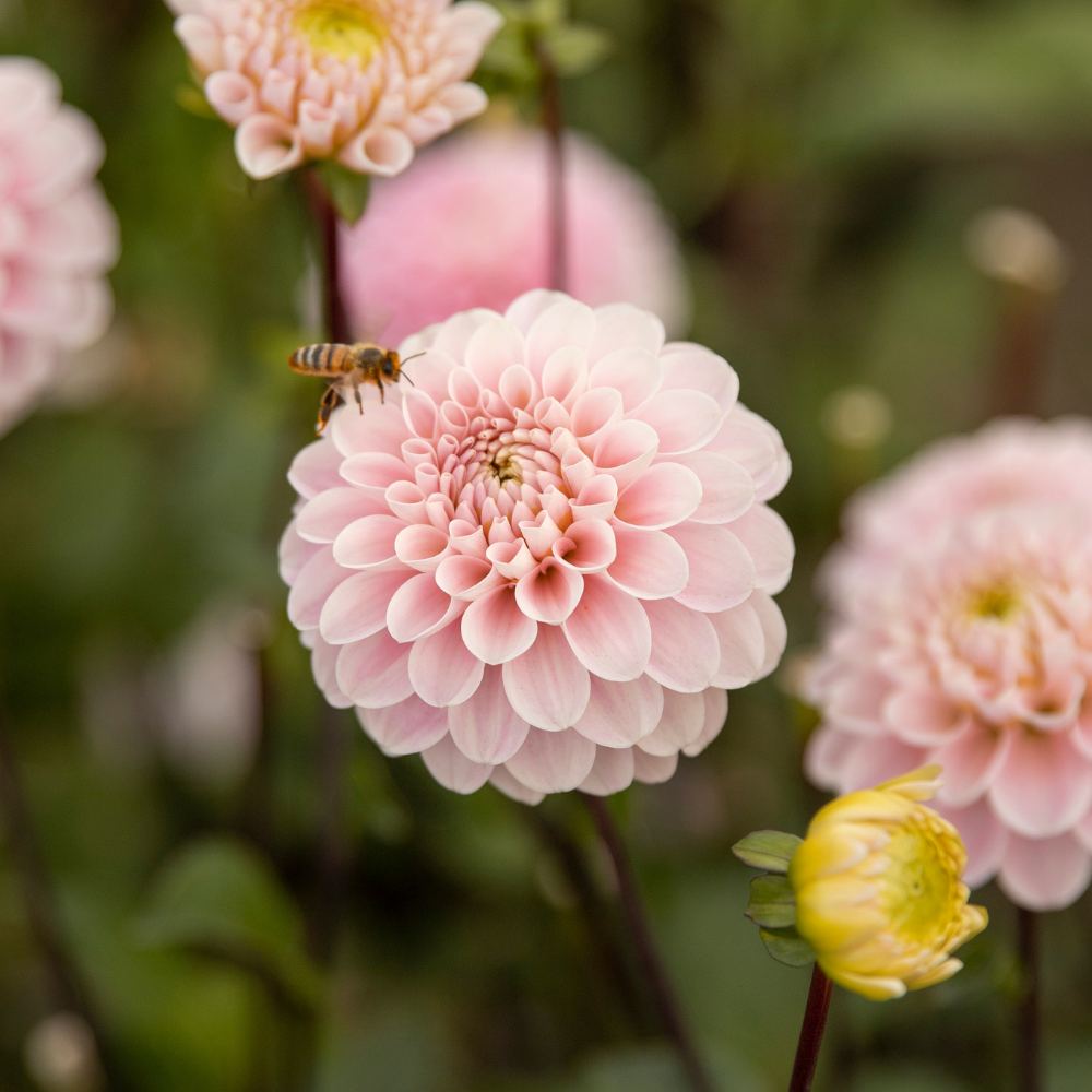 Dahlia 'Wizard of Oz'