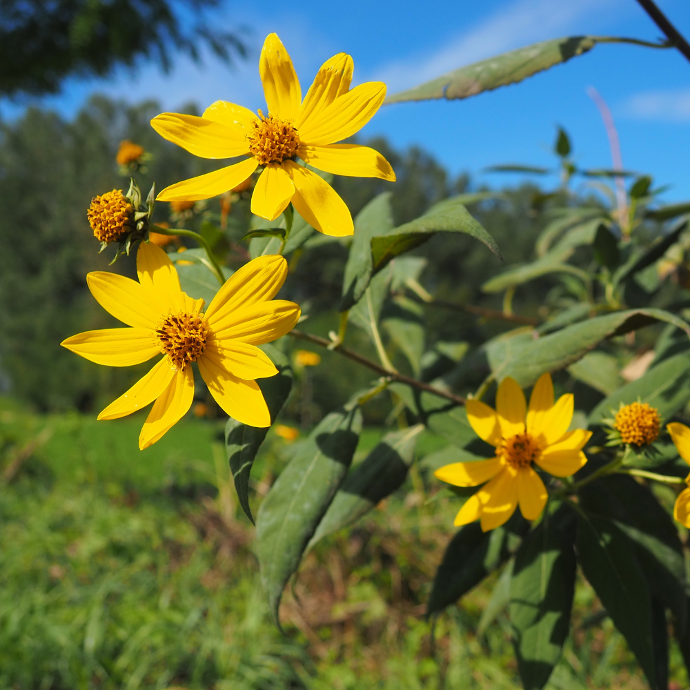 Sunroot (Helianthus strumosus) - 5 tubercules