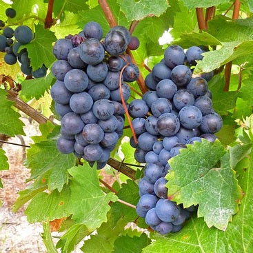 Wijnstok Gamay
