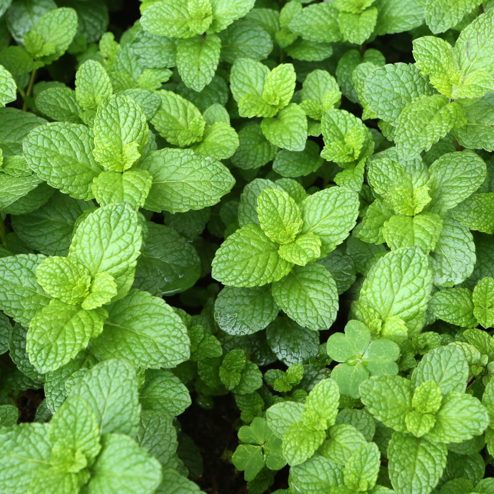 Menthe chocolatée BIO en pot 13 cm Mentha piperita 'Chocolat'