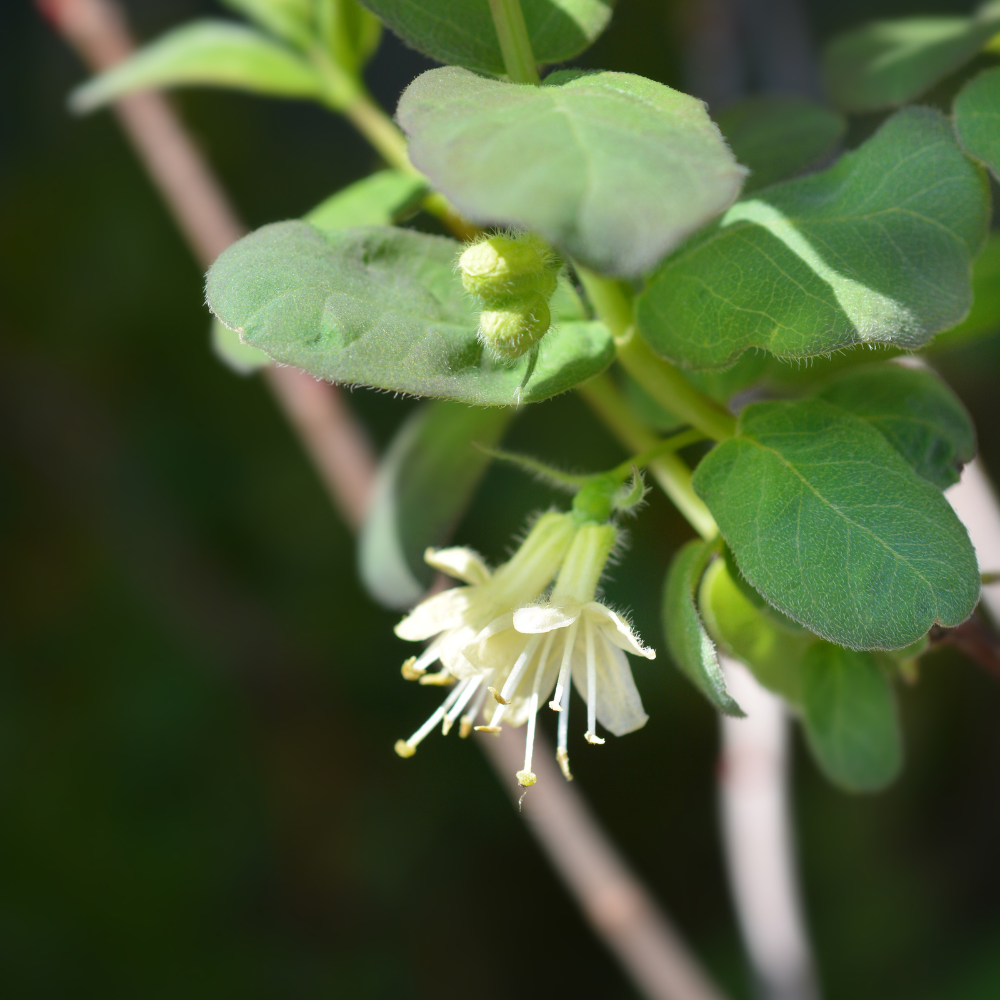 Honingbes 'Altaj' BIO - Vroeg