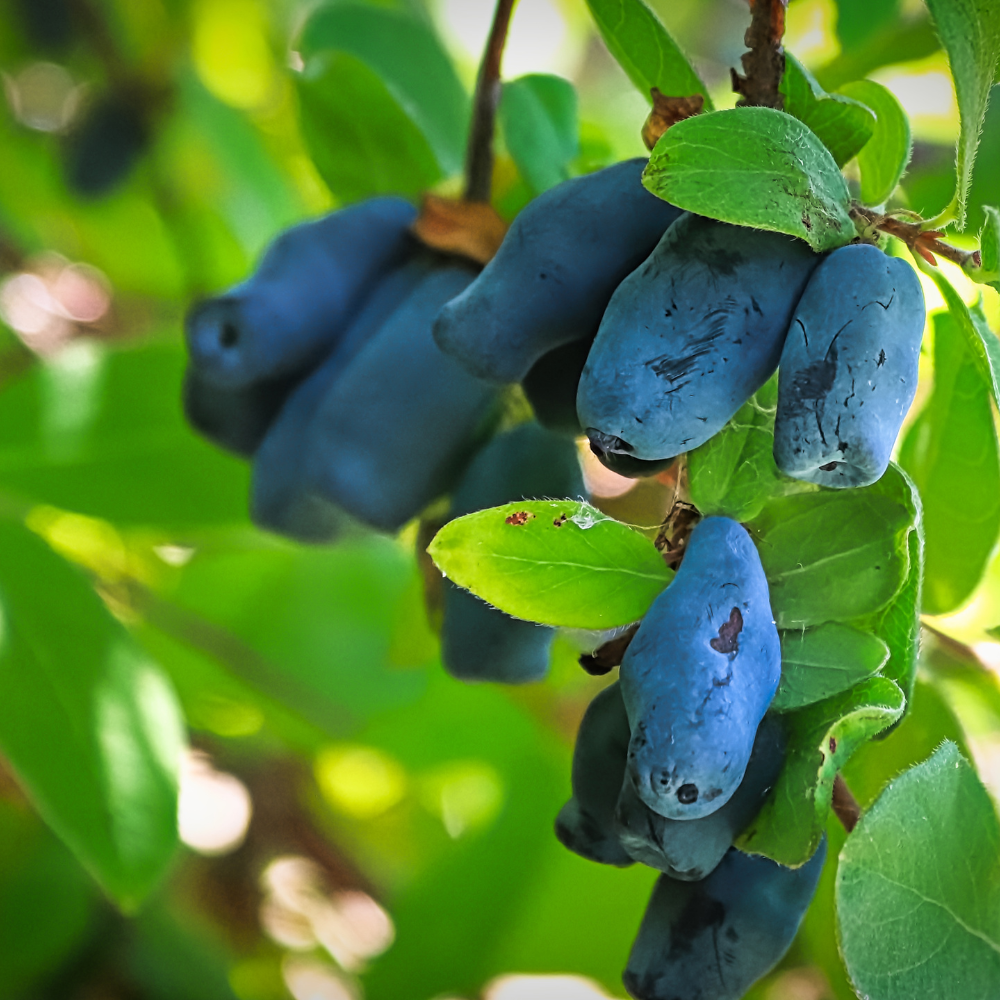 Honingbes 'Altaj' BIO - Vroeg