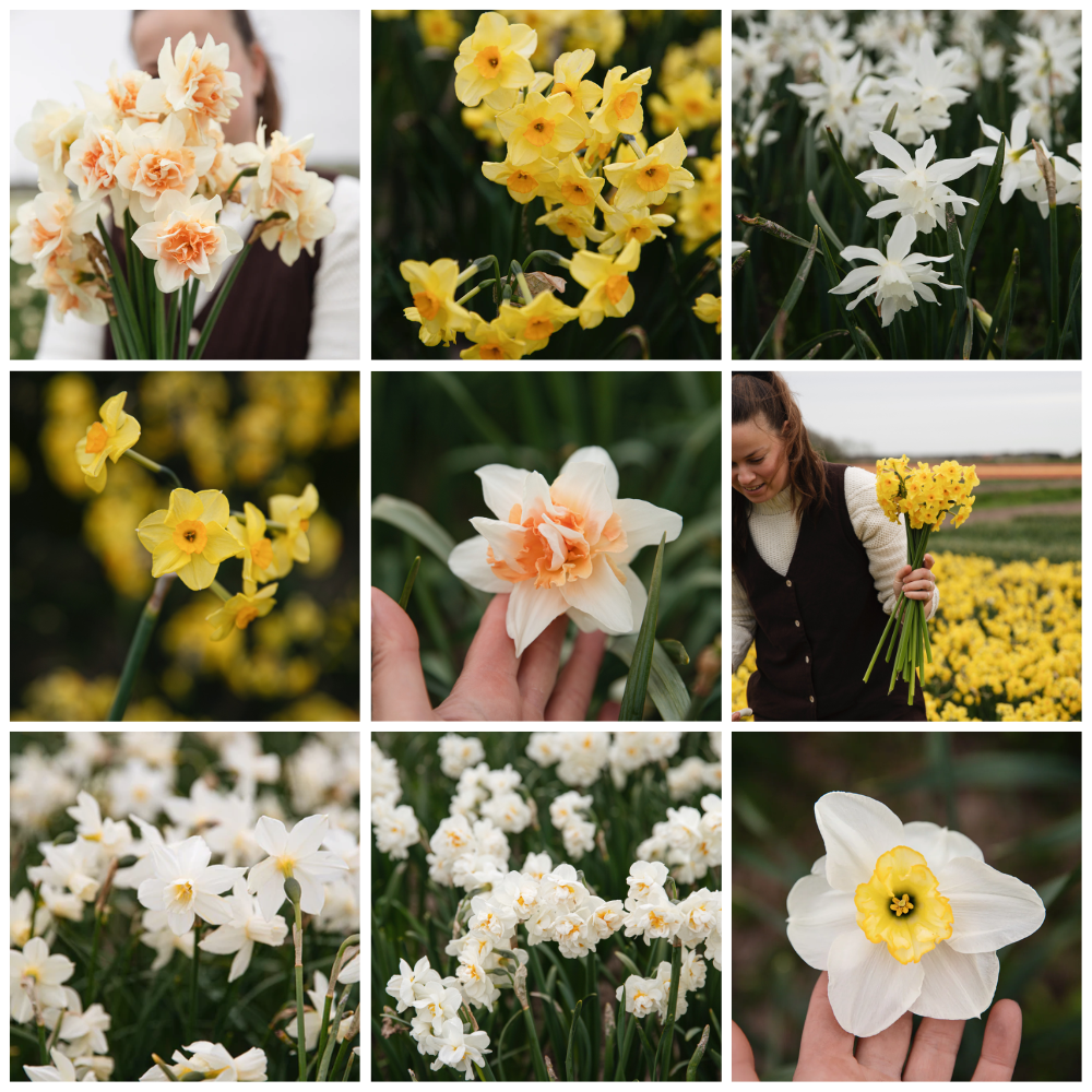 Narcissen pakket BIO