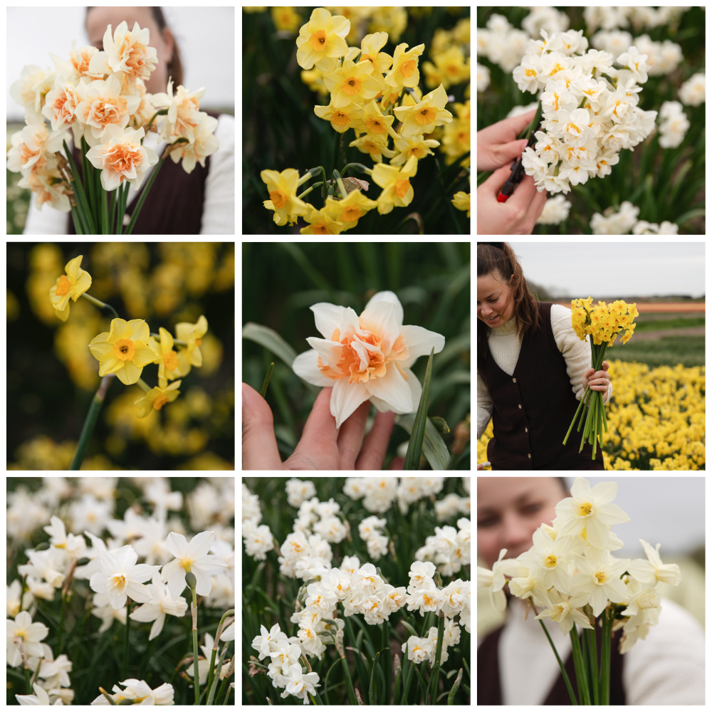 Narcisse 'Salomé' BIO