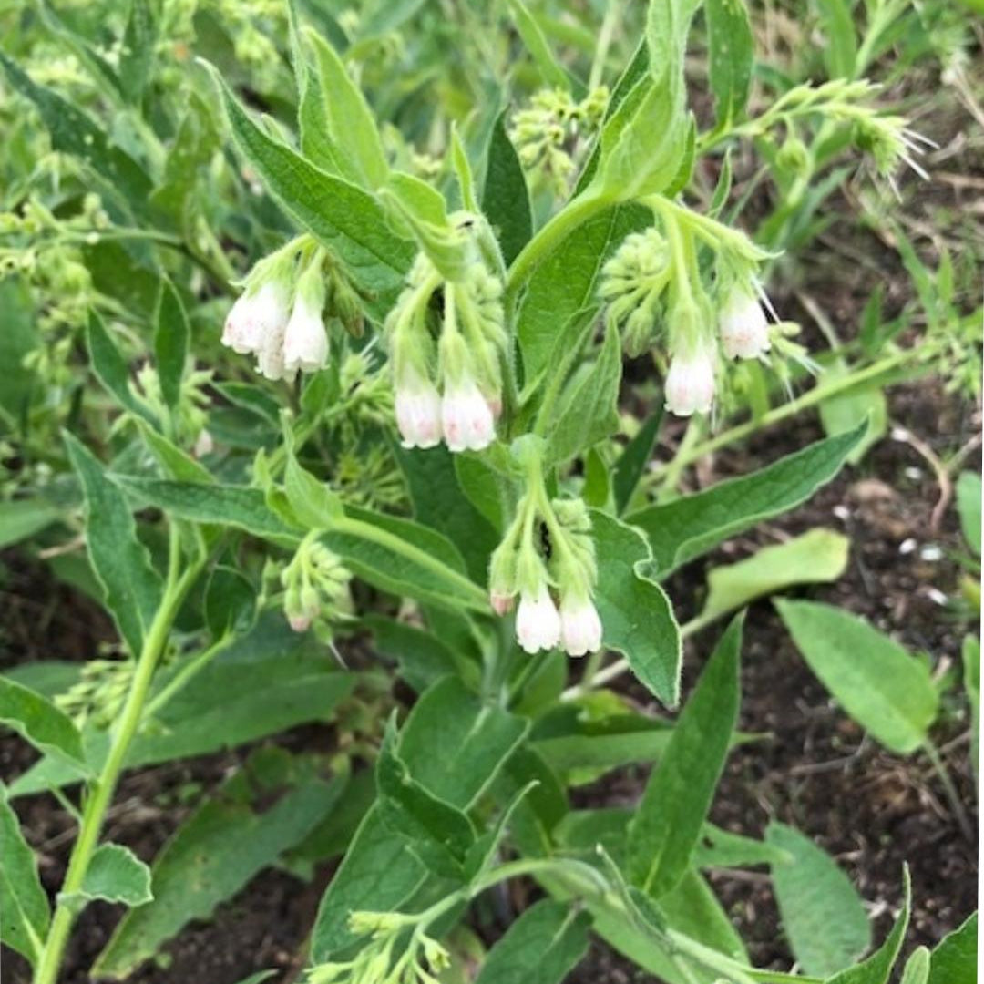 Consoude de Russie (symphytum x uplandicum) - 'Bocking 14'