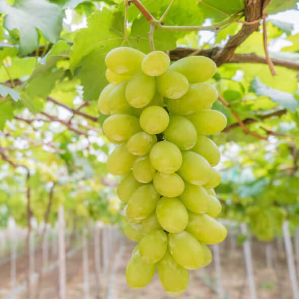 Pitloze witte eet- en kasdruif 'Sulima' (in 4 liter pot) - 80 cm hoog - Plukkers.com