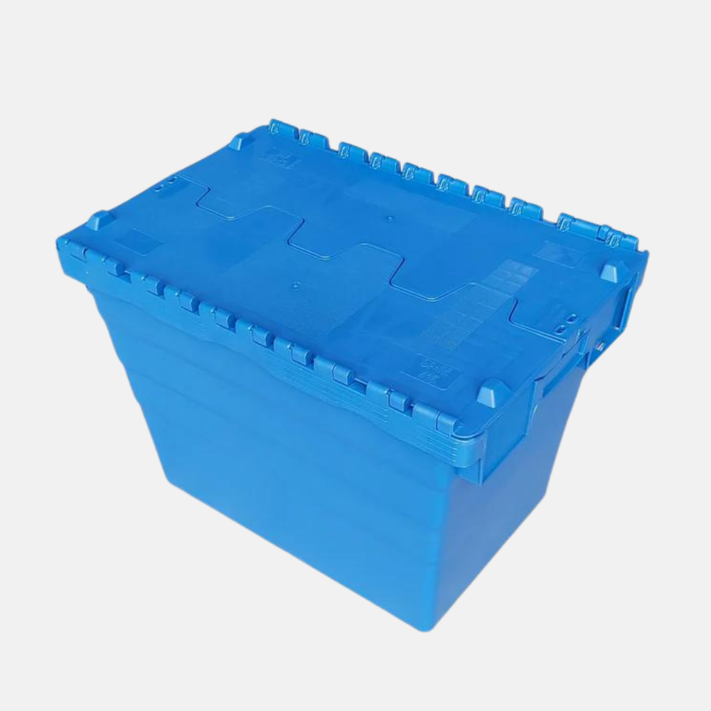 Kit de culture de chicorée - Conteneur de culture et 50 racines de chicorée