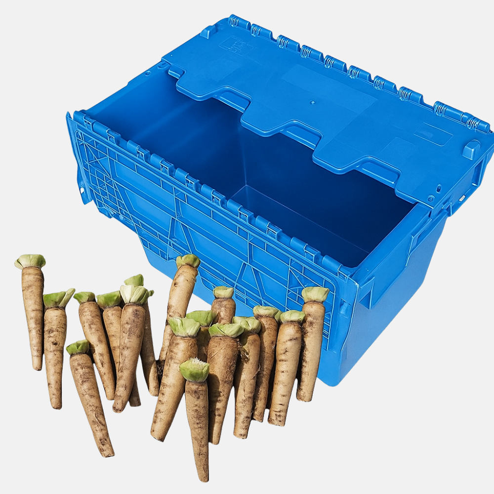 Kit de culture de chicorée - Conteneur de culture et 50 racines de chicorée