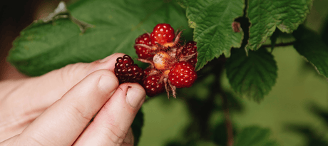 Kleinfruit soorten voor in jouw tuin